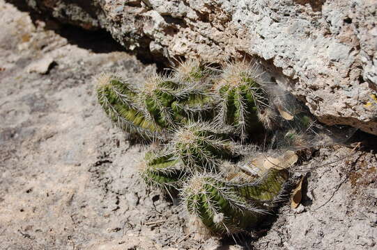 Image of Echinocereus rischeri