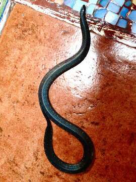 Image of Thickhead Ground Snake