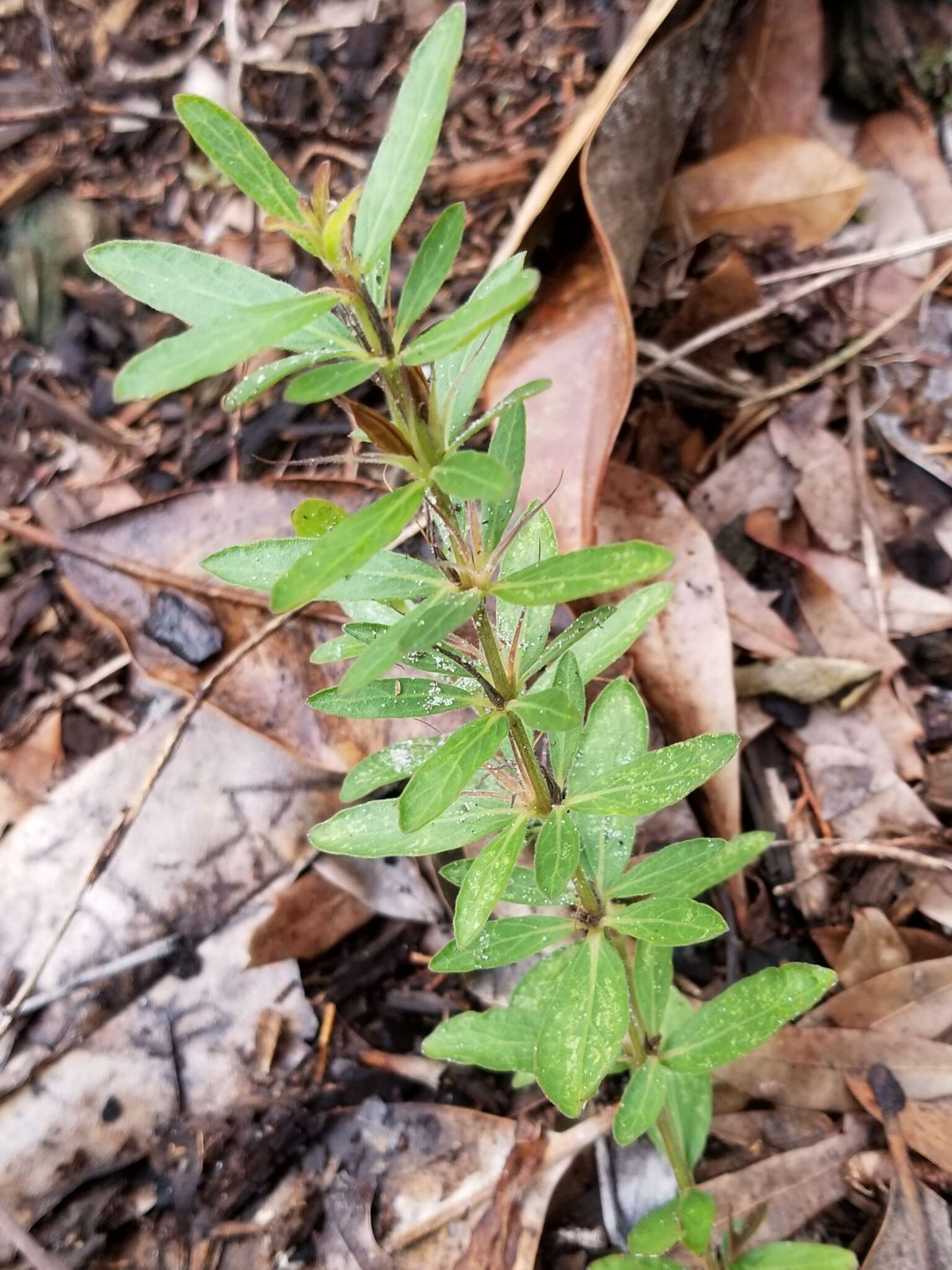 Dyschoriste oblongifolia (Michx.) Kuntze的圖片