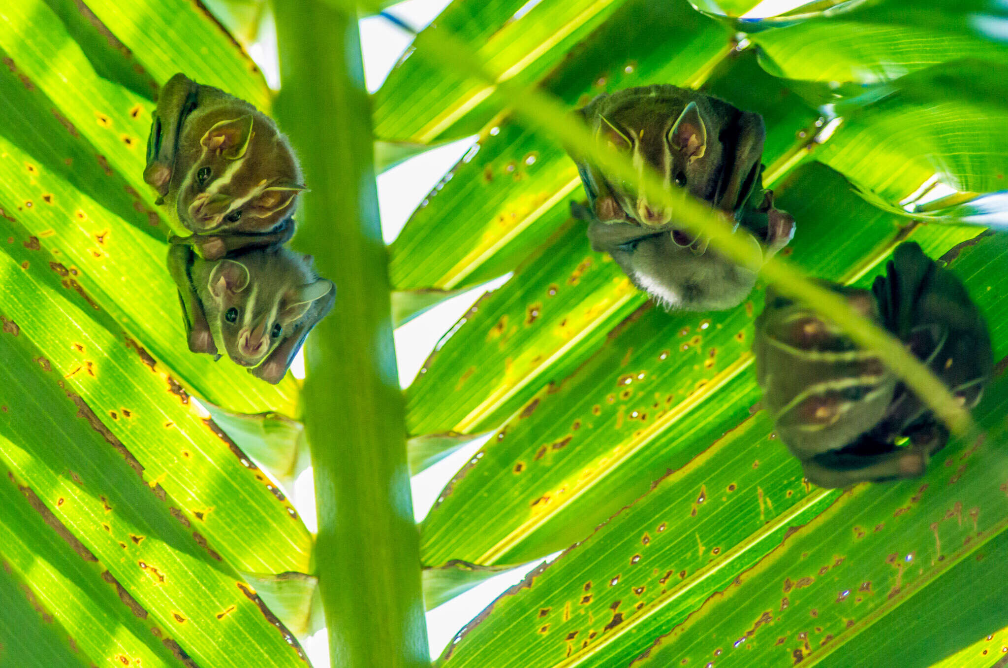 Image of Common Tent-making Bat