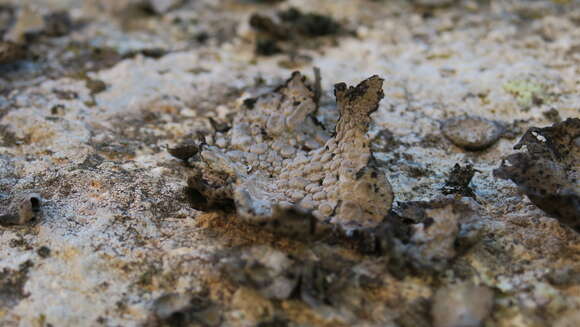 Image of blistered navel lichen