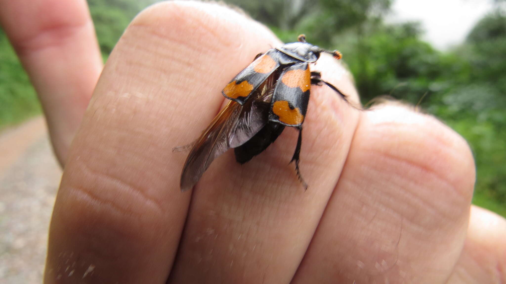 Image of Nicrophorus (Nicrophorus) scrutator (Blanchard & É. 1842)