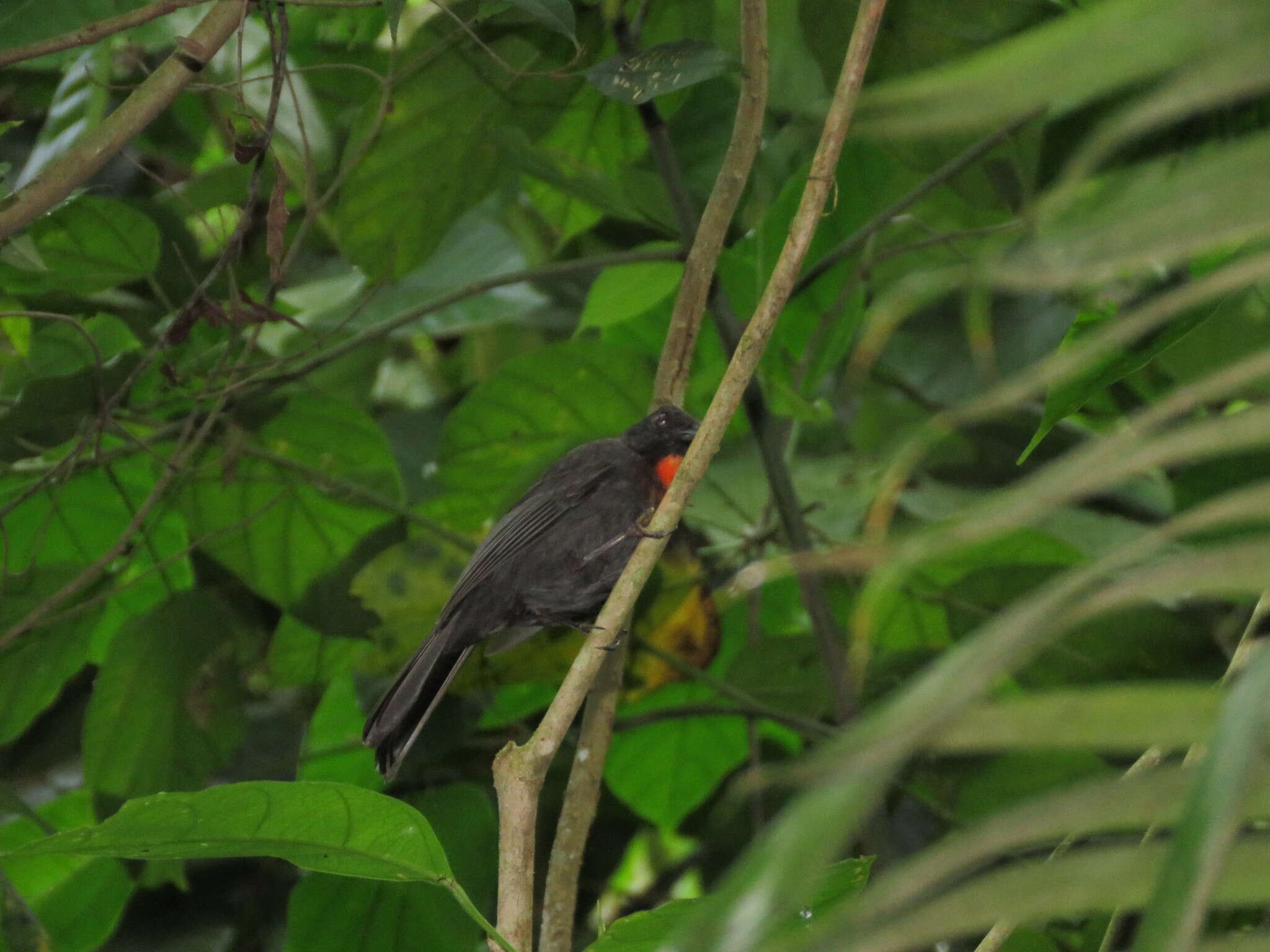 Image of Sooty Ant Tanager