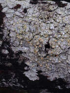 Image of Oregon crabseye lichen