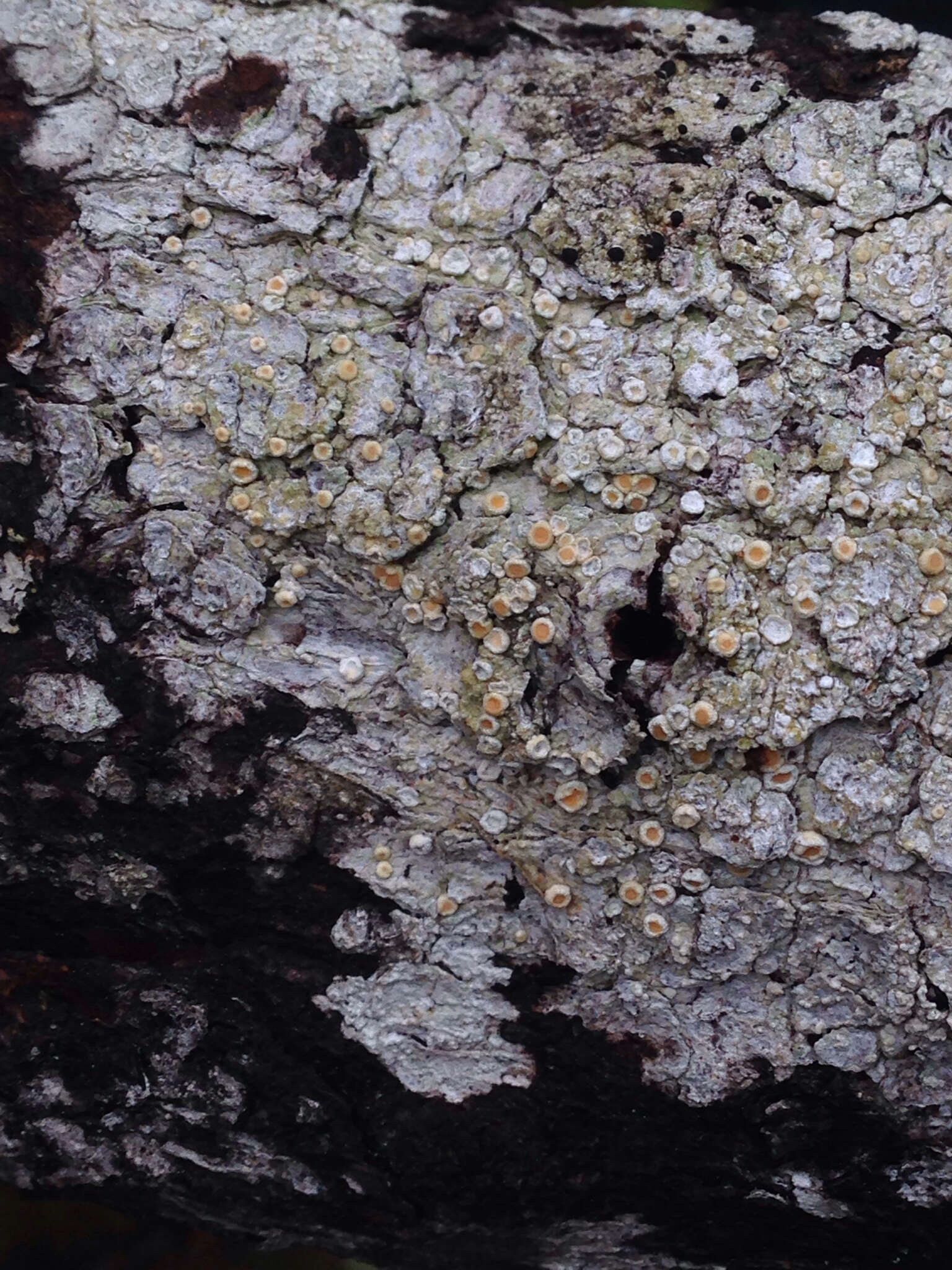 Image of Oregon crabseye lichen