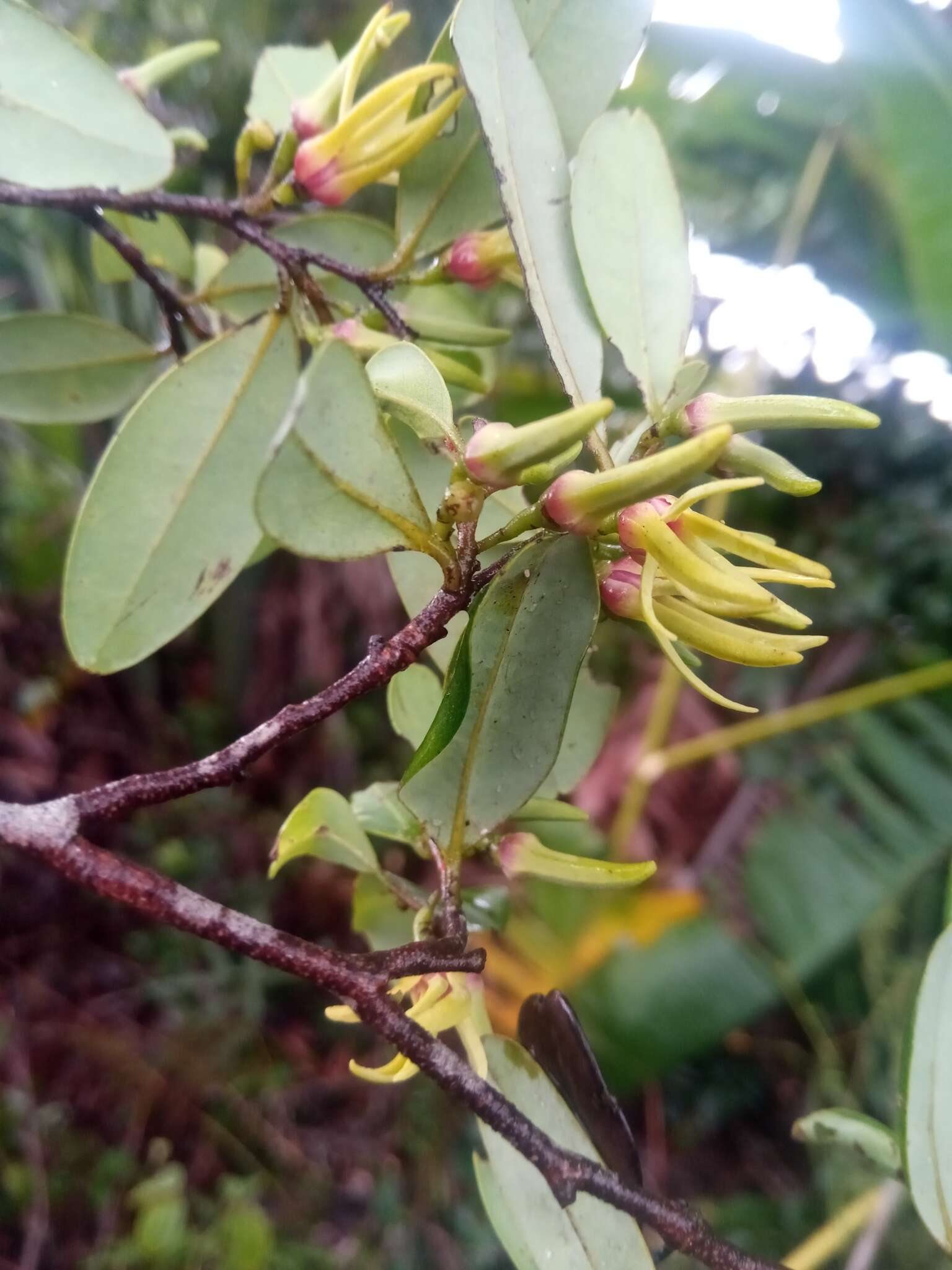 Imagem de Xylopia buxifolia Baill.