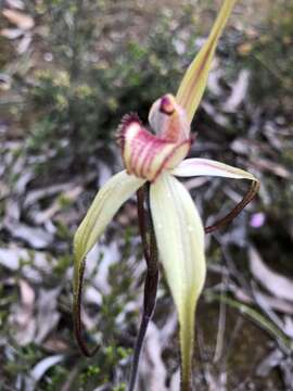 Image of Tawny spider orchid