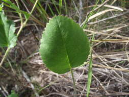 Image of Pelargonium elegans (Andr.) Willd.