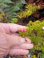 Image of Leptecophylla robusta (Hook. fil.) C. M. Weiller