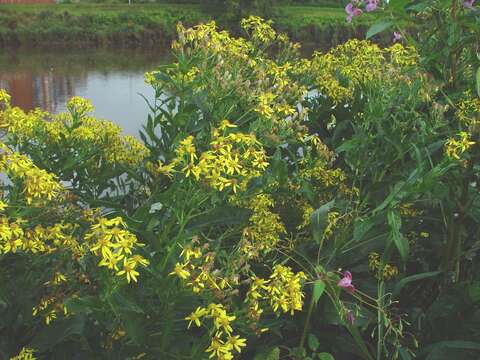 Image of Senecio sarracenicus L.