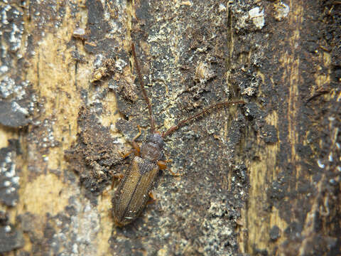 Imagem de Uleiota planatus (Linnaeus 1760)