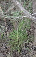 Image of Asplenium adiantum-nigrum var. solidum (Kunze) J. P. Roux