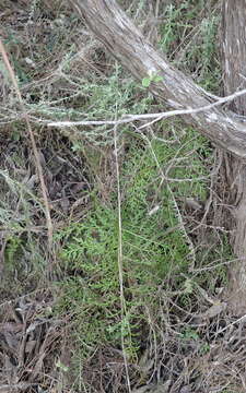 Imagem de Asplenium adiantum-nigrum var. solidum (Kunze) J. P. Roux