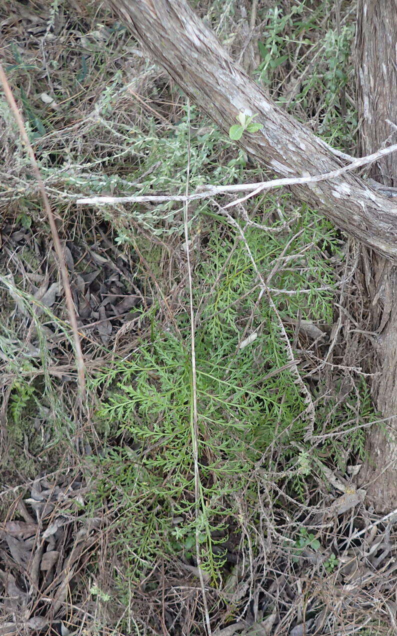 Image of Asplenium adiantum-nigrum var. solidum (Kunze) J. P. Roux