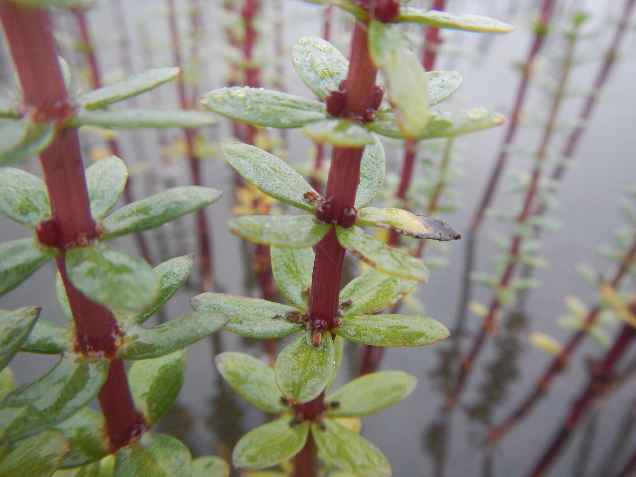 Image of Four-Leaf Mare's-Tail