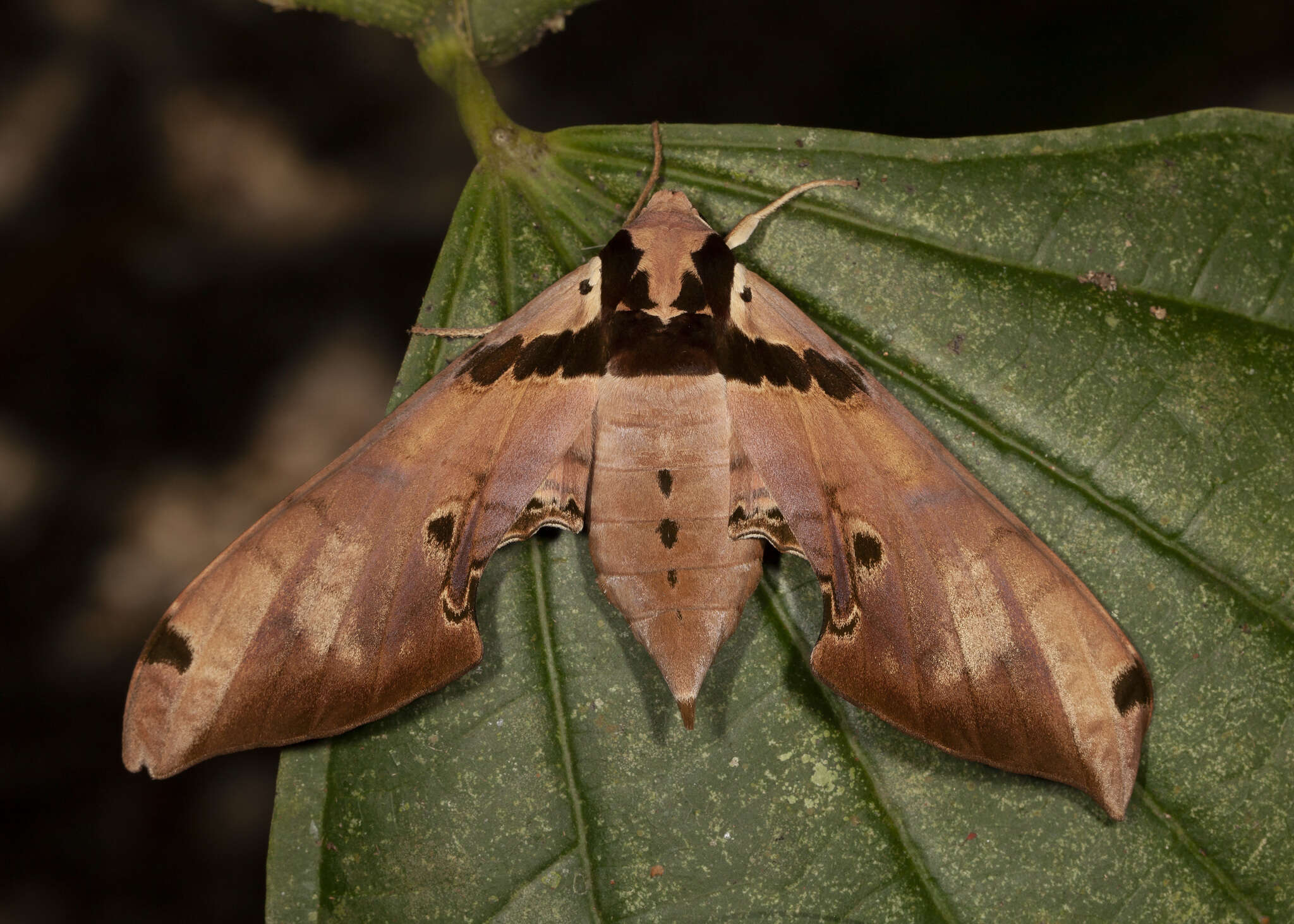 Image of Adhemarius fulvescens (Closs 1915)