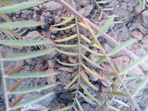 Plancia ëd Indigofera pedunculata Baker