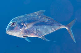 Image of African Pompano