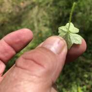 Image of Hydrocotyle acutiloba (F. Müll.) Wakef.