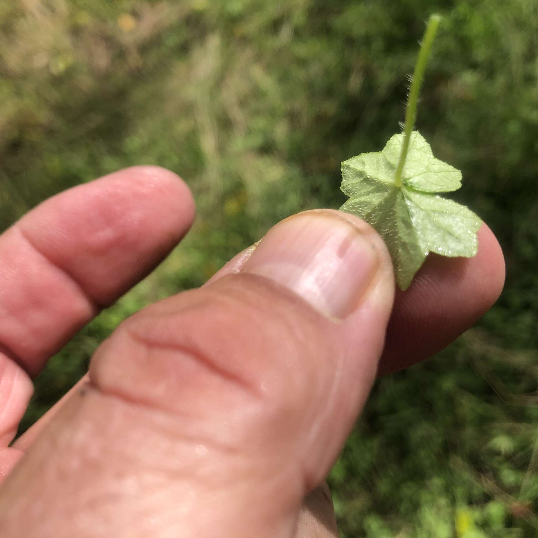 Imagem de Hydrocotyle acutiloba (F. Müll.) Wakef.