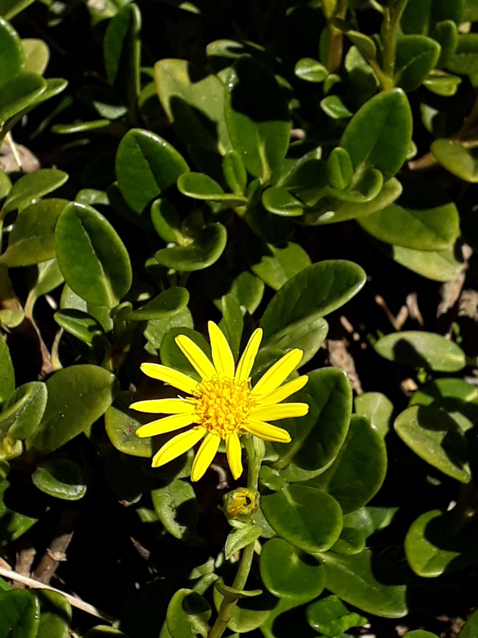 Image de Brachyglottis adamsii (Cheesem.) B. Nord.