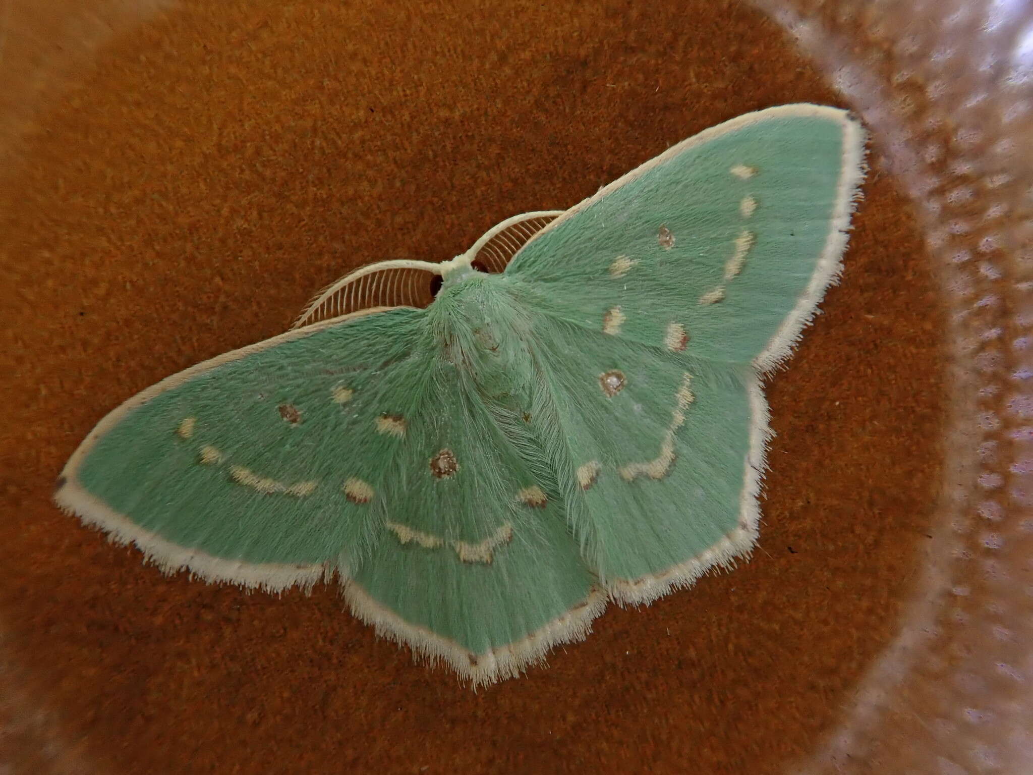 Image of Comostola subtiliaria nympha Butler 1881