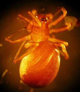 Image of European Ant-eating Spider