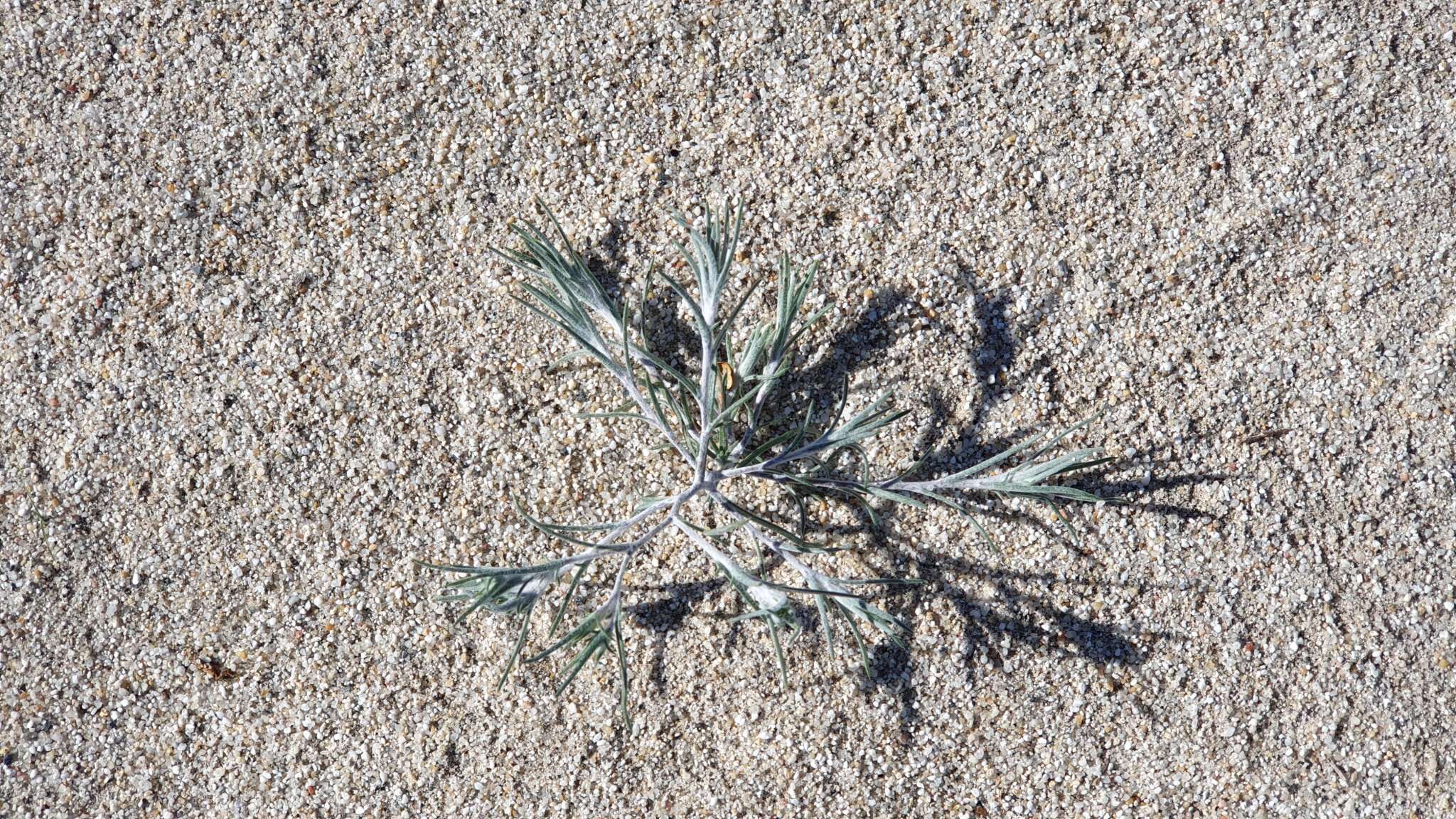 Image of Harwood's woollystar