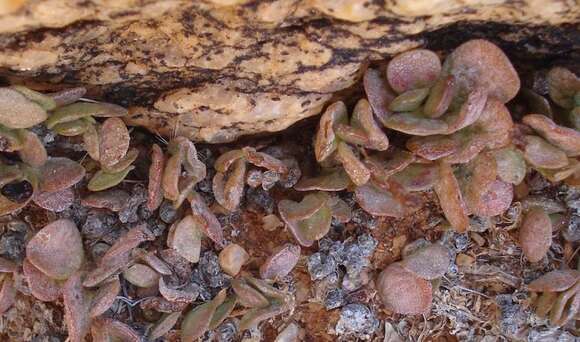 Sivun Adromischus diabolicus H. R. Tölken kuva