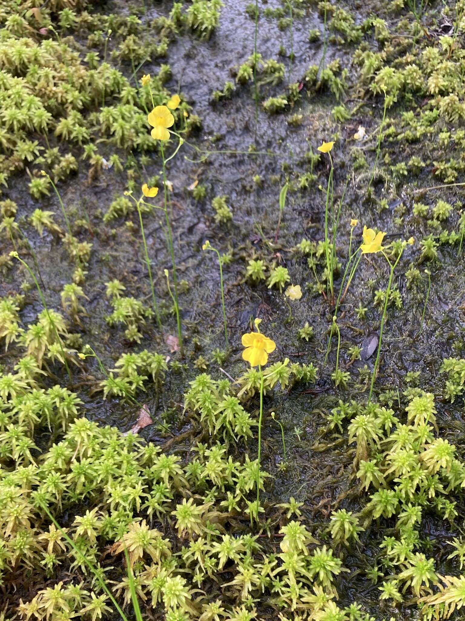 Image of striped bladderwort