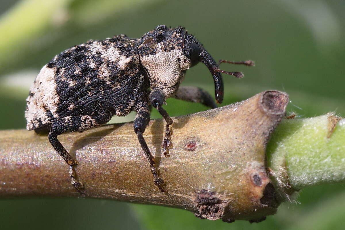 Image of Weevil