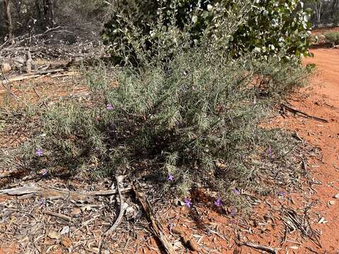 Imagem de Eremophila gilesii F Muell.