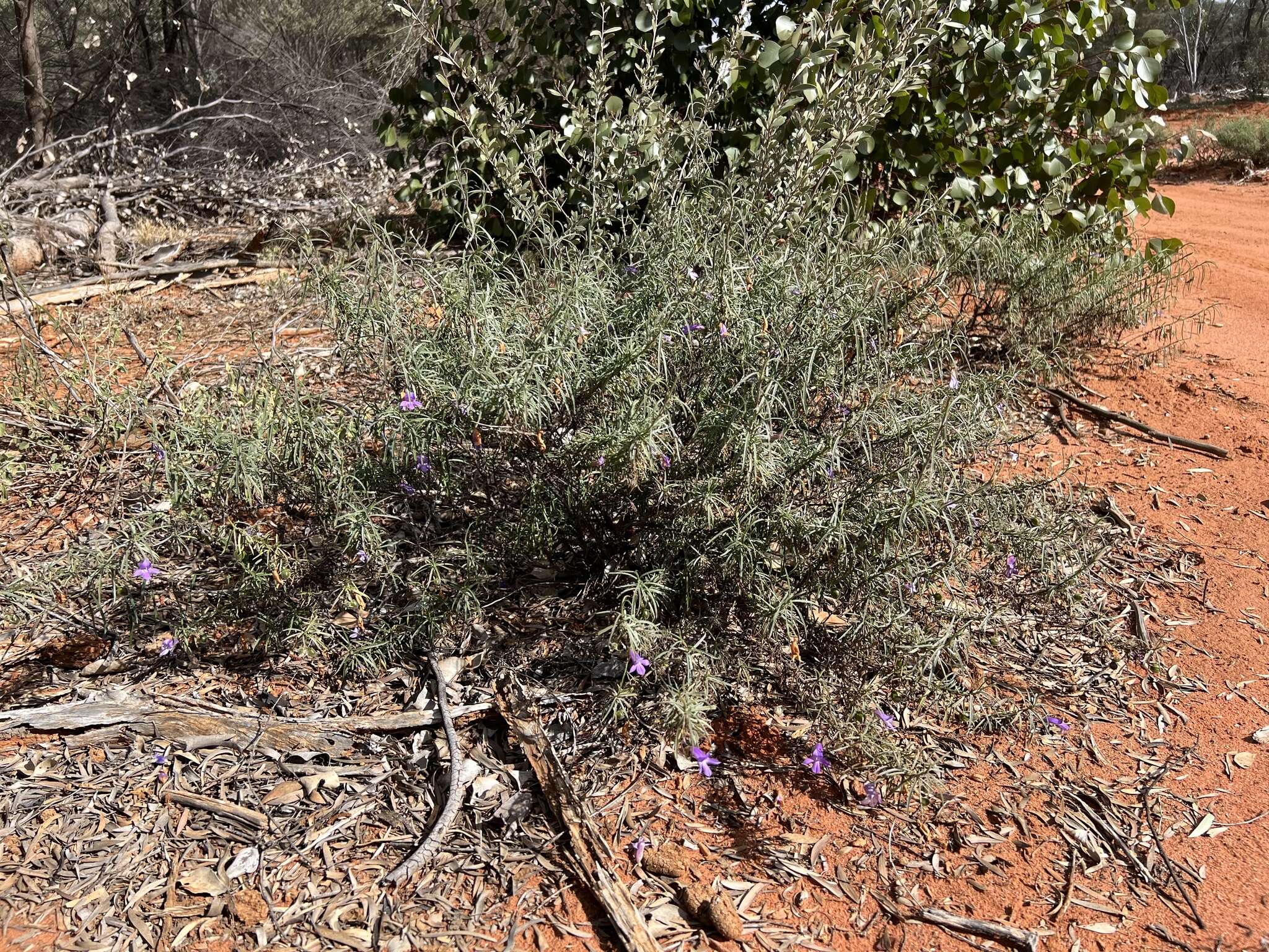 Imagem de Eremophila gilesii F Muell.