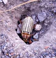 Image of Ten-lined June Beetle