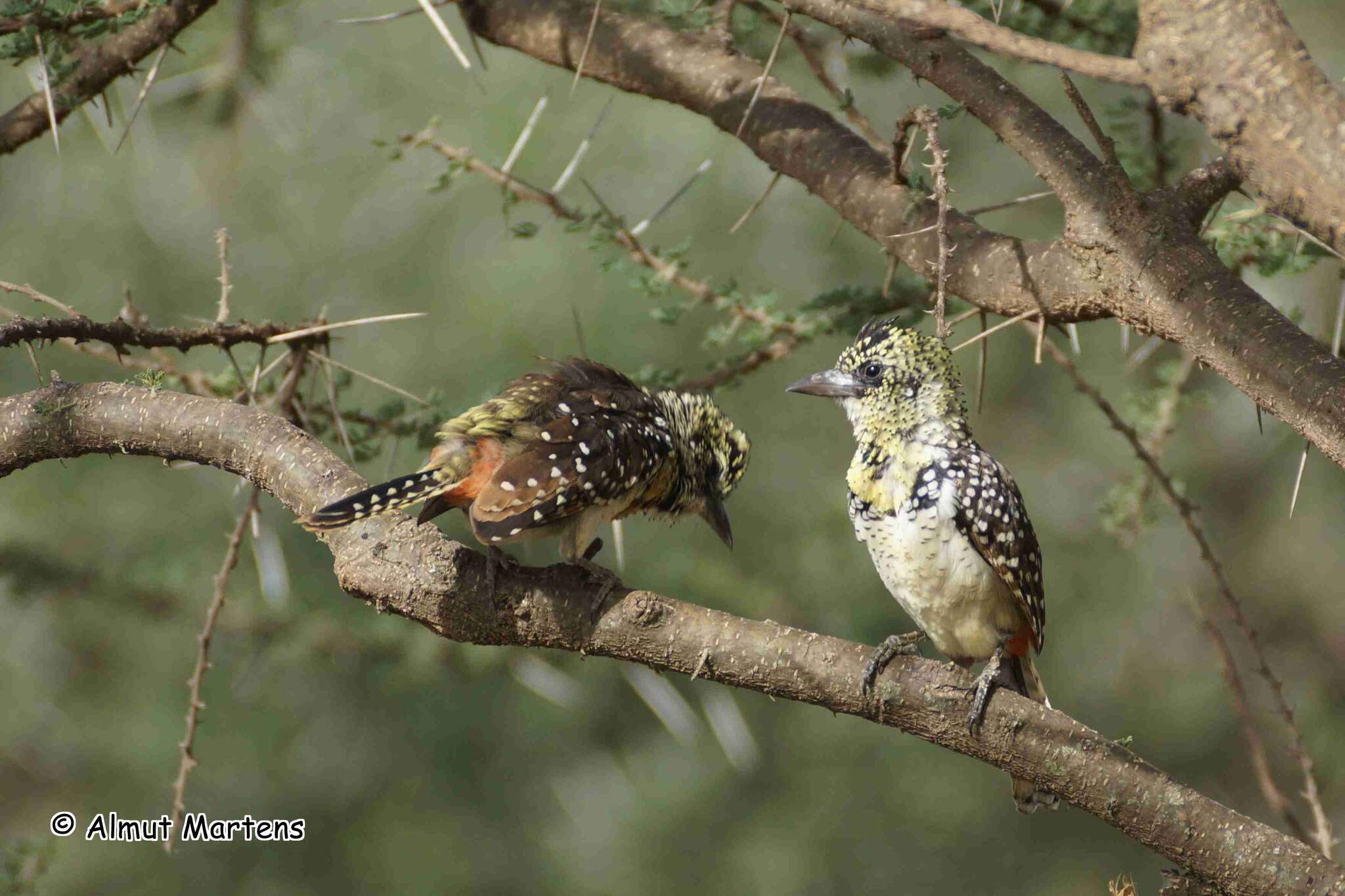 Image of D'Arnaud's Barbet