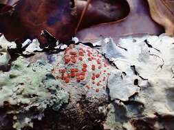 Слика од Ramboldia russula (Ach.) Kalb, Lumbsch & Elix