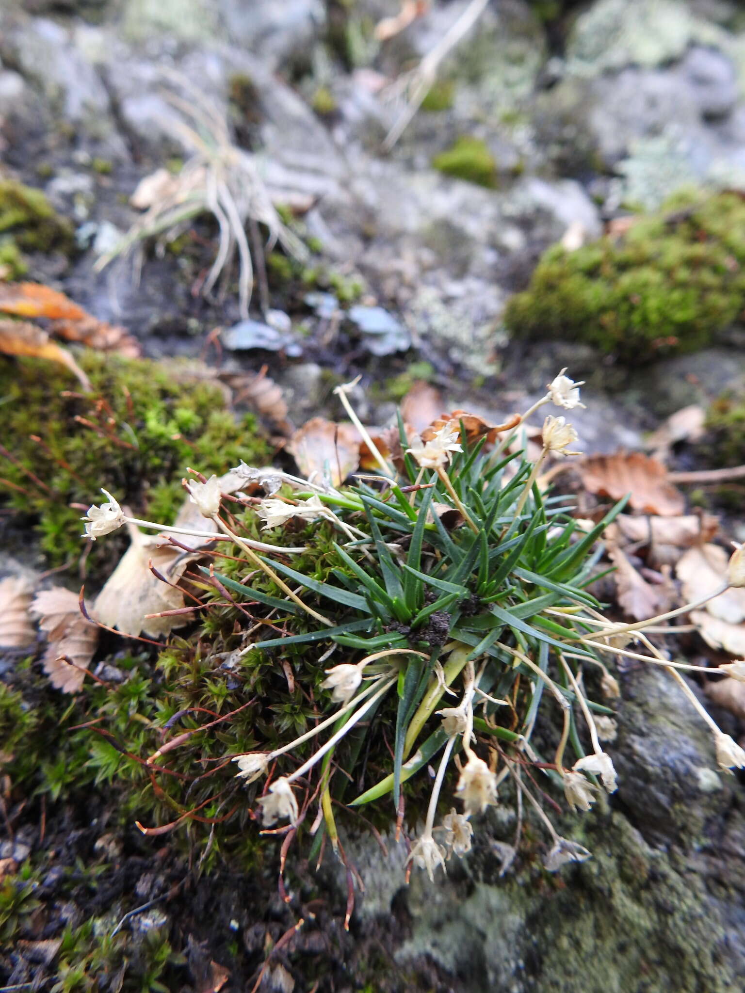 Image of Antarctic pearlwort