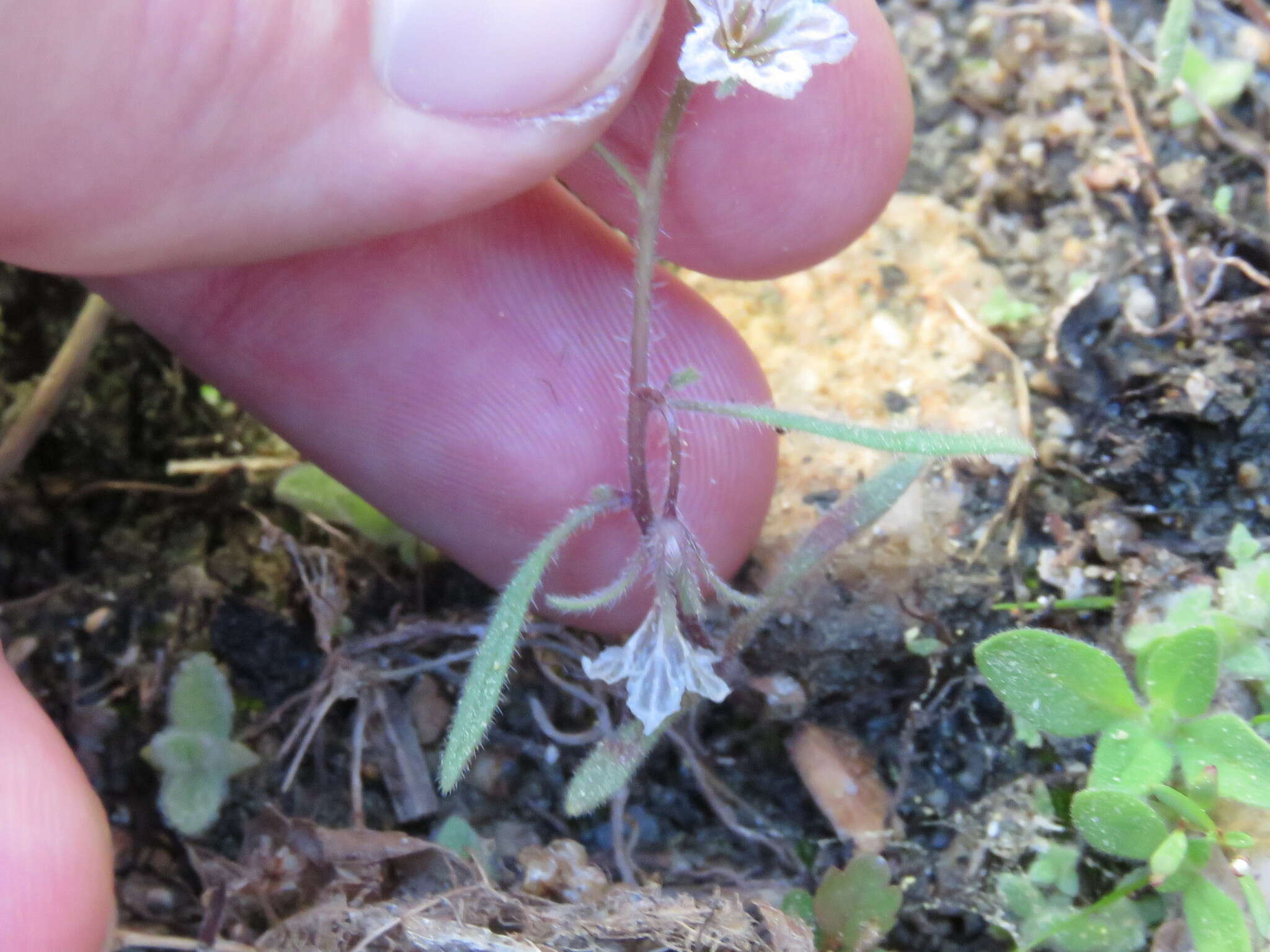 Image of Mojave phacelia