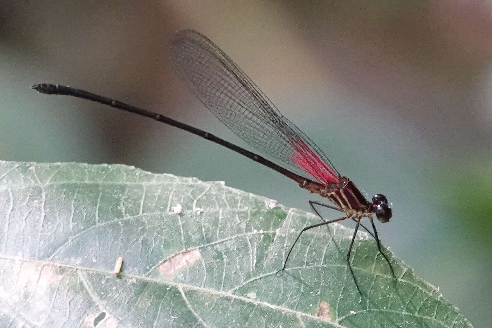 Image of Hetaerina fuscoguttata Selys 1878