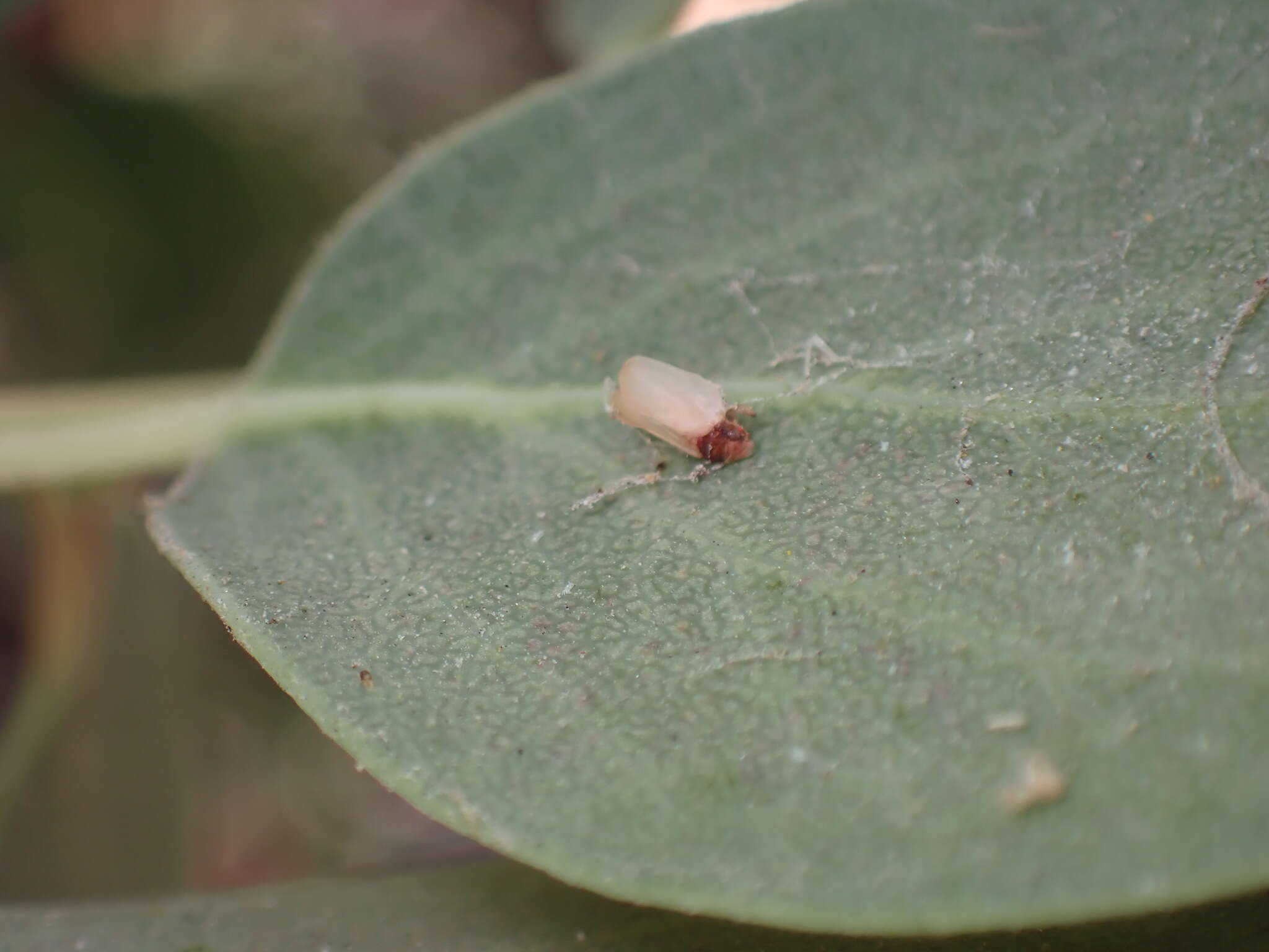 Image of Neophyllura bicolor (Martin 1931)