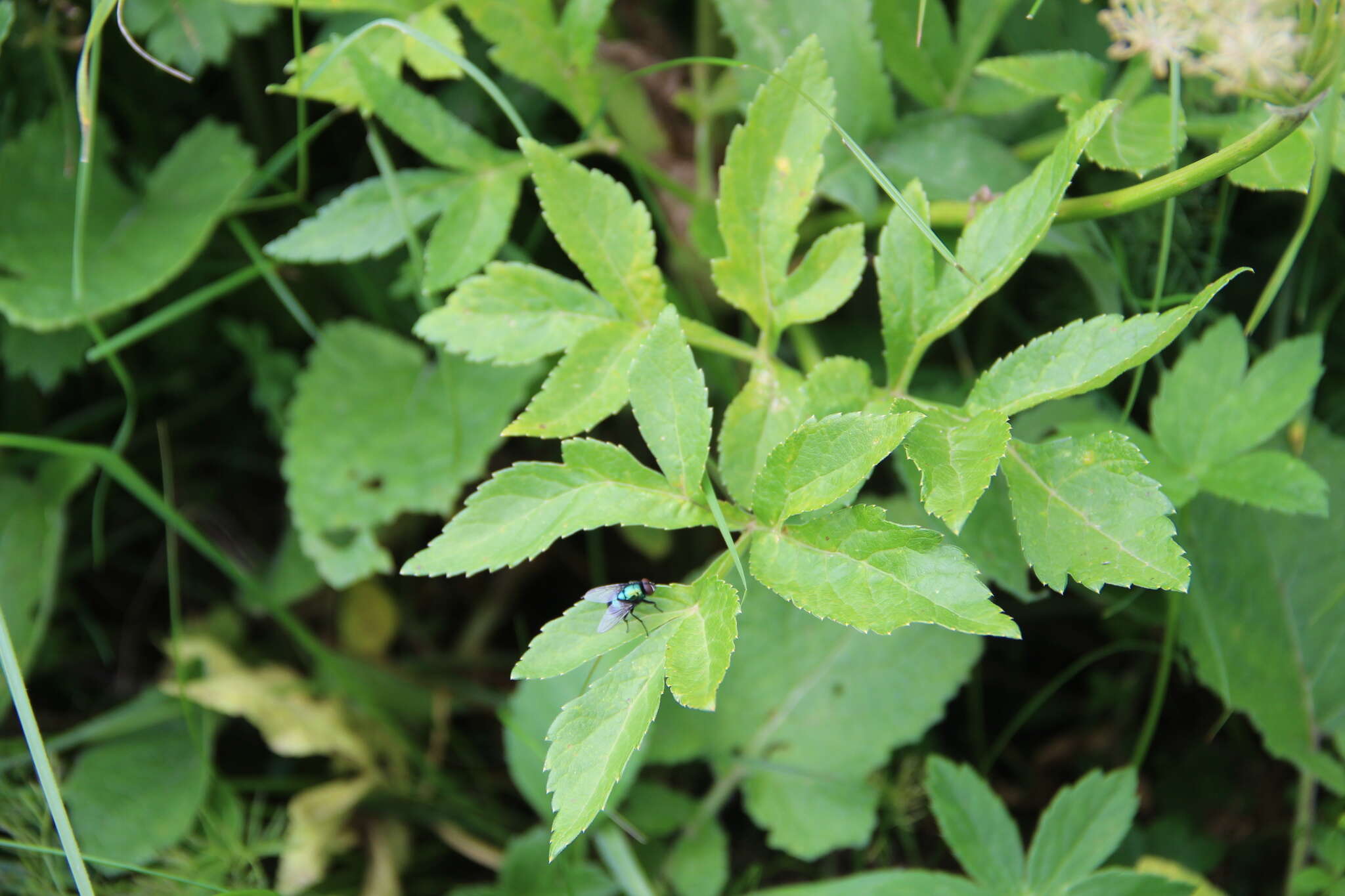 Image of Agasyllis caucasica Spreng.