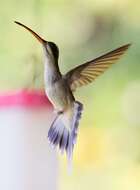 Image of Pale-bellied Hermit