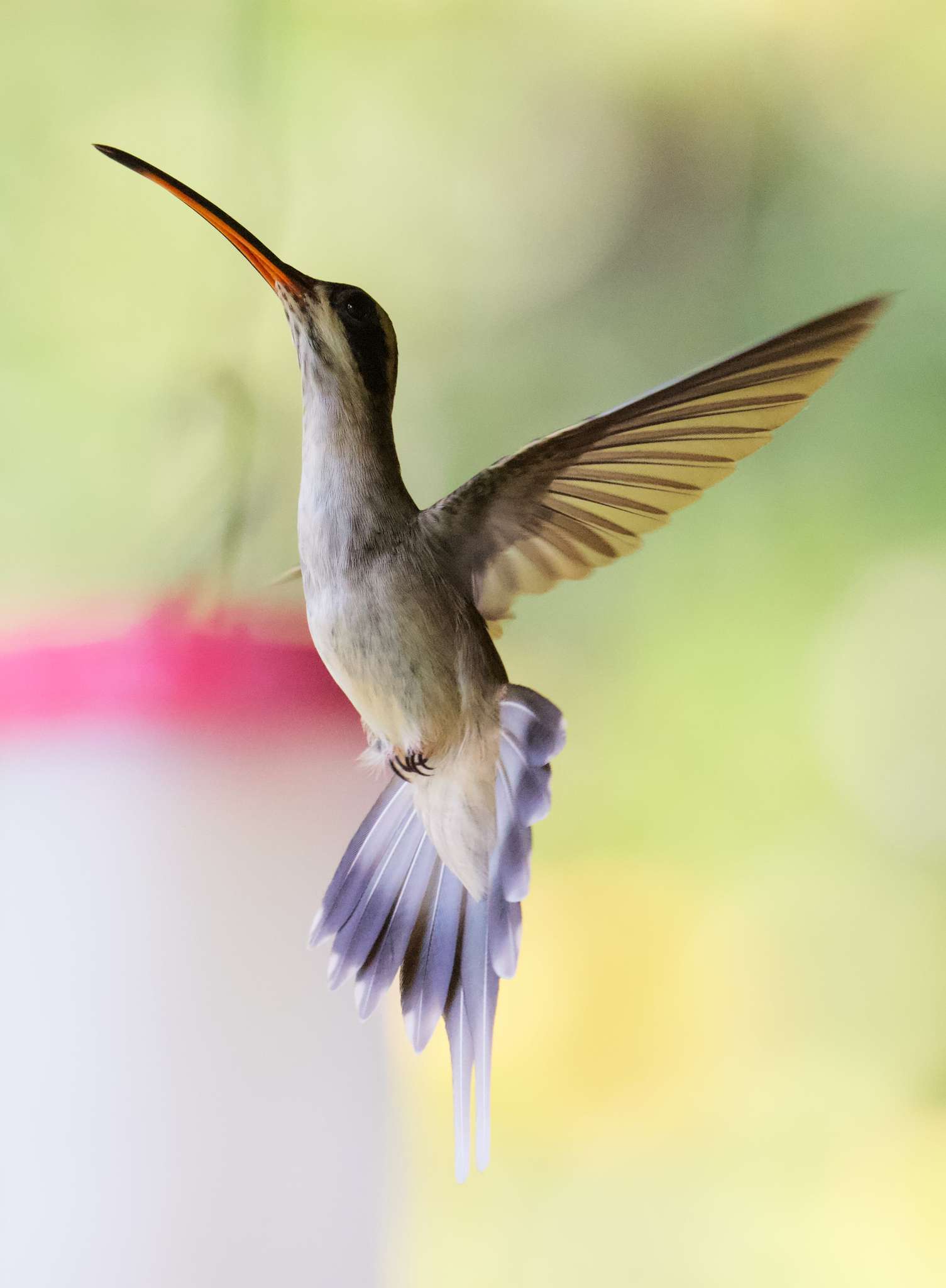 Image of Pale-bellied Hermit