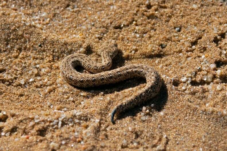 Image of Dwarf Puff Adder