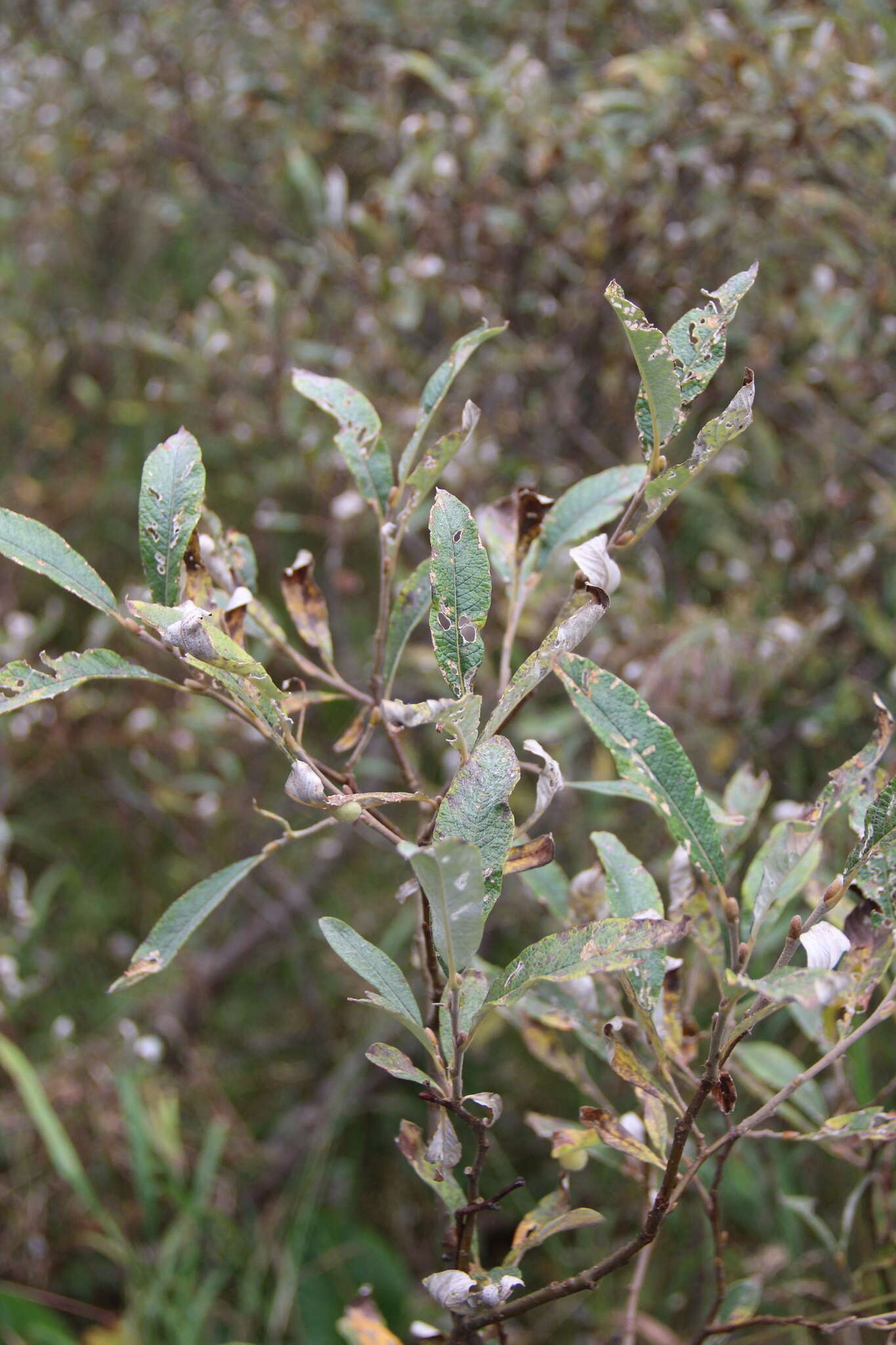 Image of Salix krylovii E. Wolf