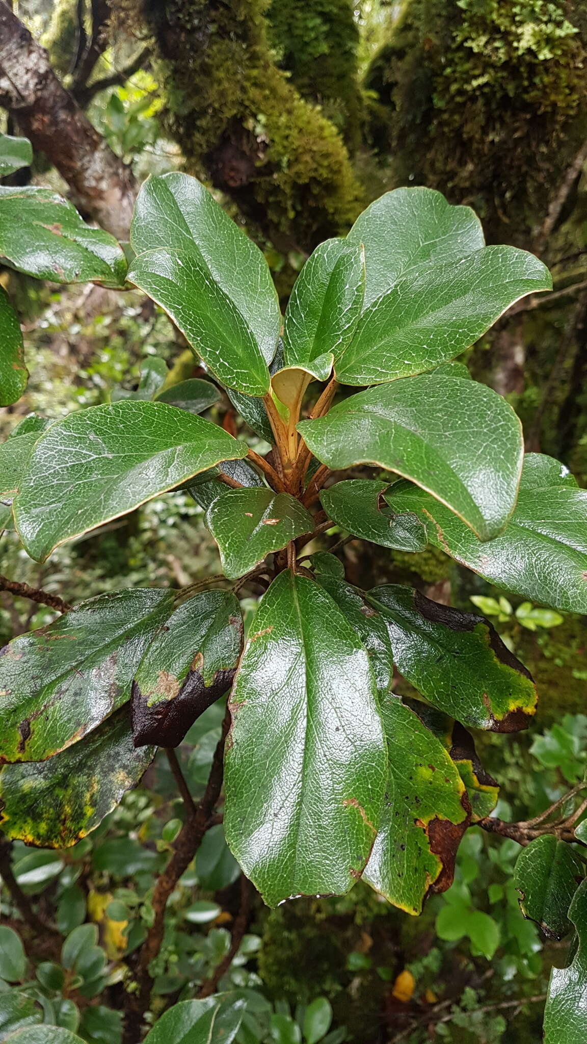 Image de Brachyglottis elaeagnifolia (Hook. fil.) B. Nord.