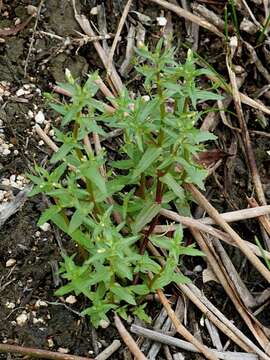 Image of Gratiola pedunculata R. Br.