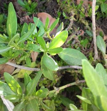 Image of Conocarpus lancifolius Engl.