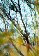 Image of Stripe-capped Sparrow