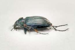 Image of Calosoma (Carabosoma) angulatum Chevrolat 1834